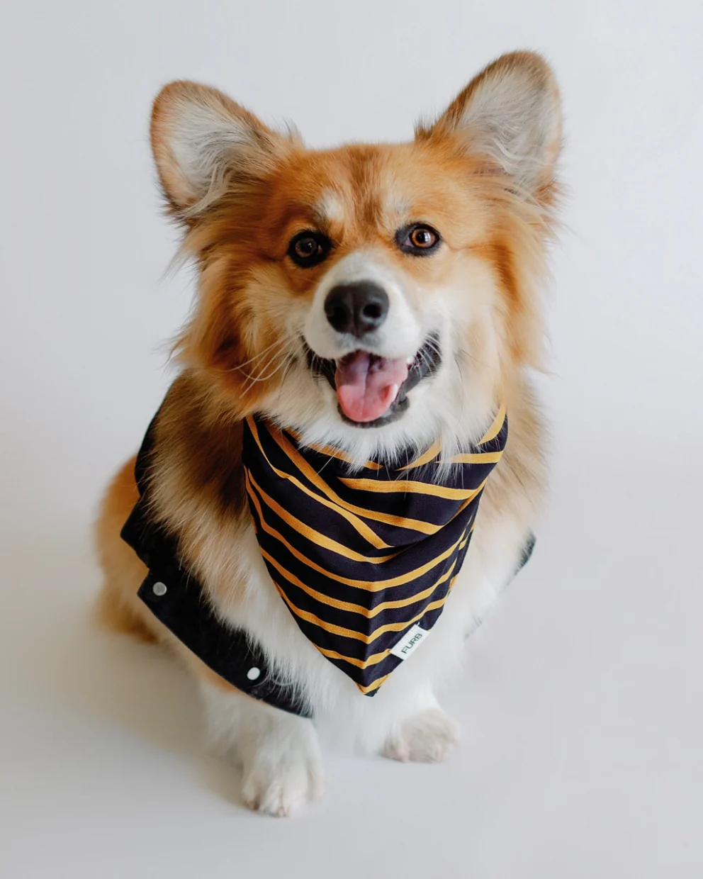 Only the Best Bandana in Black + Gold Stripe - Image 4