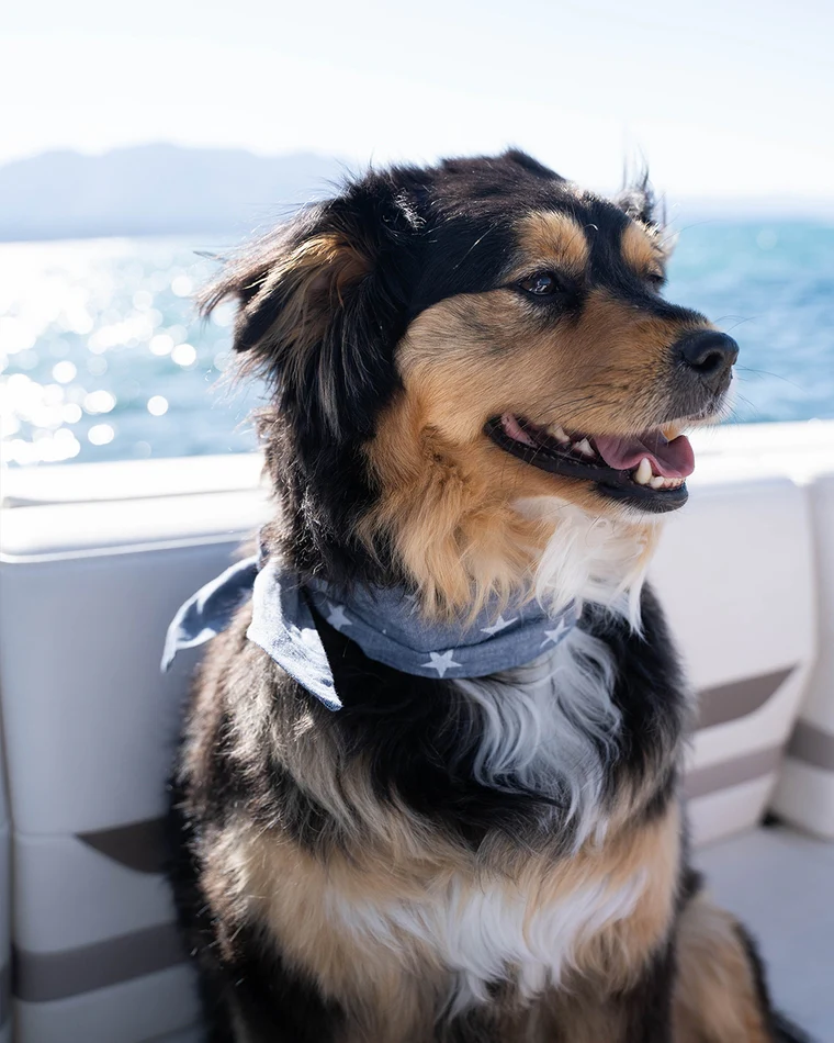 Bone to be Blue Classic Dog Necktie - Image 3