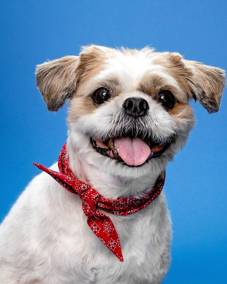 Bone to be Red Classic Dog Necktie - Image 2
