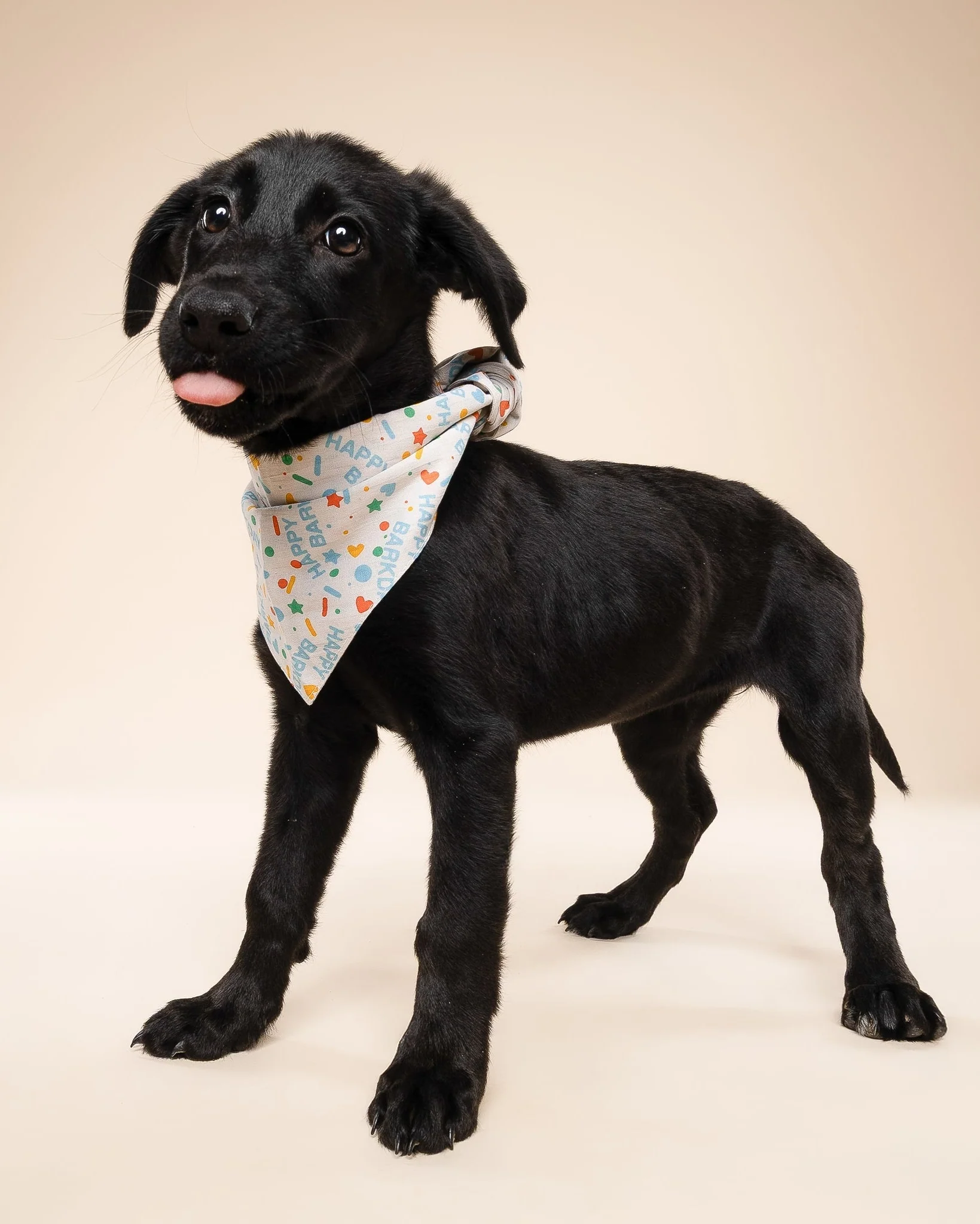 Happy Barkday Blue Dog Bandana - Image 4
