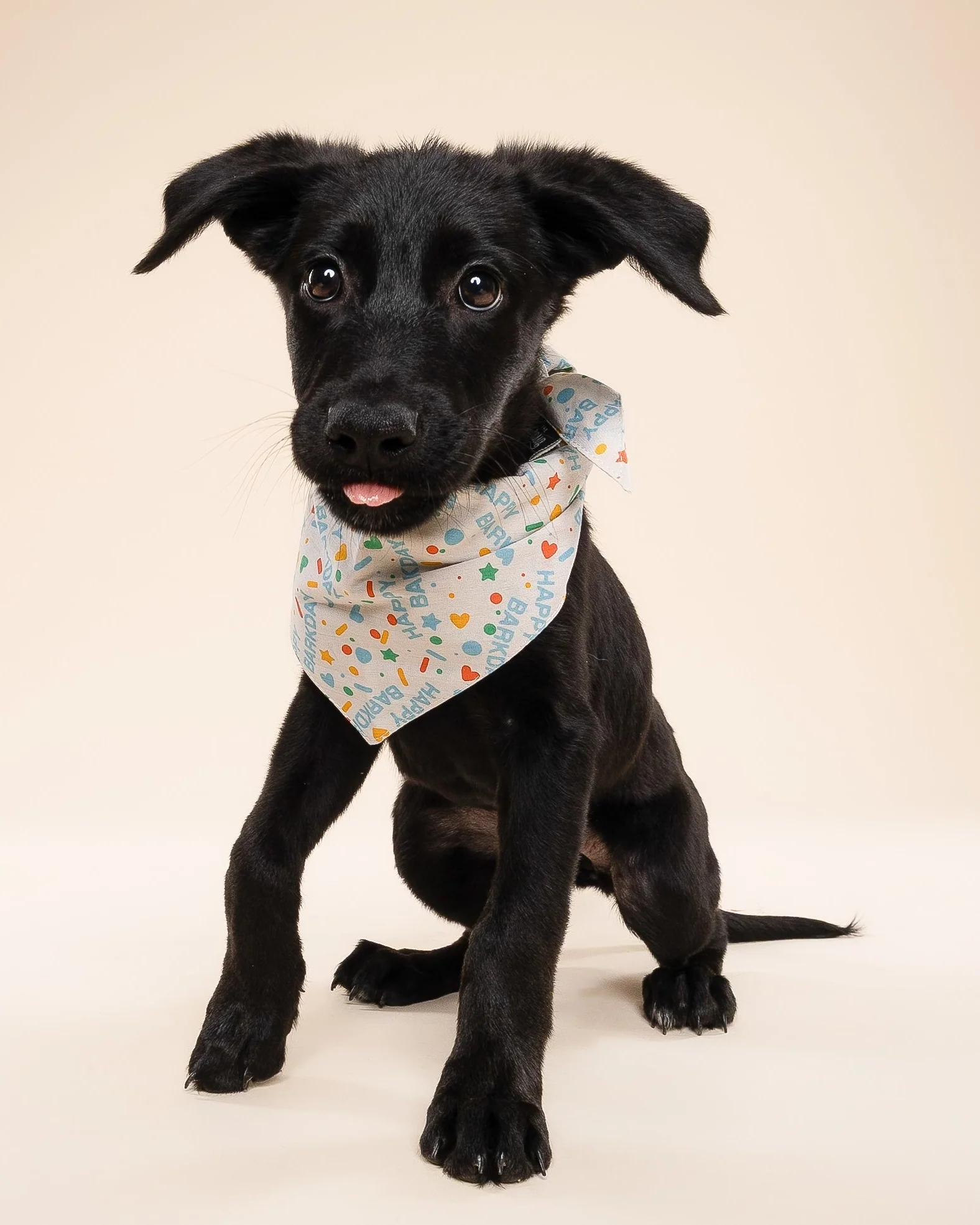 Happy Barkday Blue Dog Bandana - Image 5