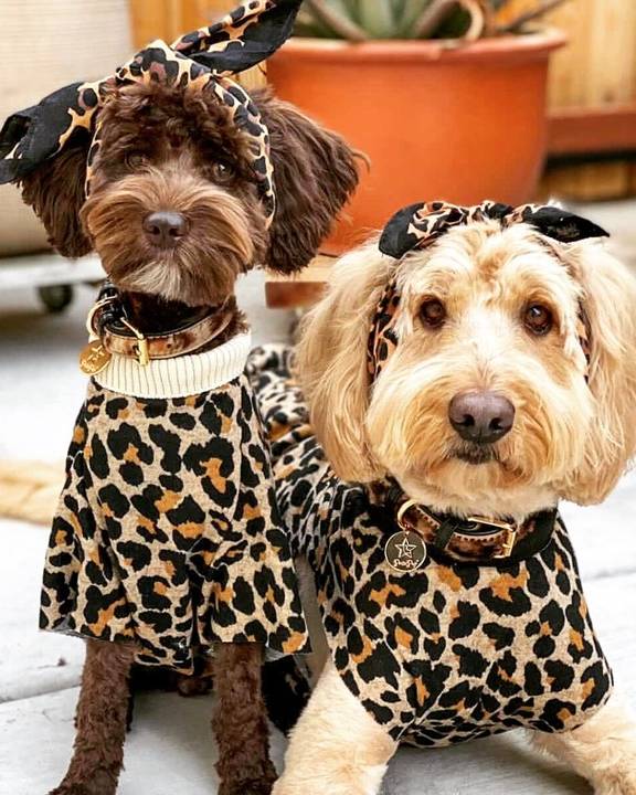 Spot-On Leopard Pony Hair Dog Collar - Image 2