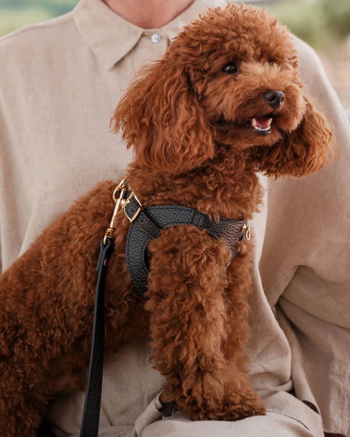 Luca Black Leather Dog Harness - Image 2