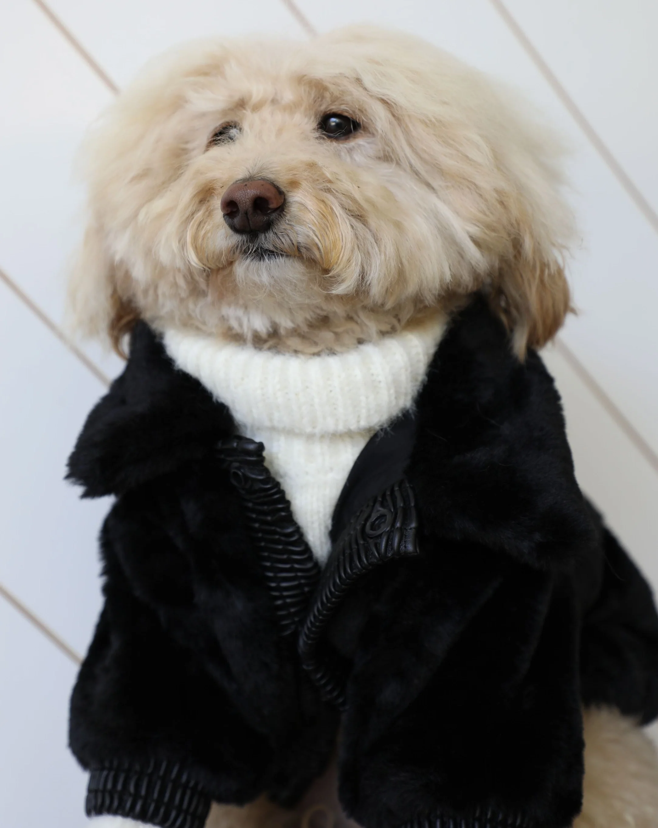 Broadway Black Faux Fur Dog Jacket - Image 5