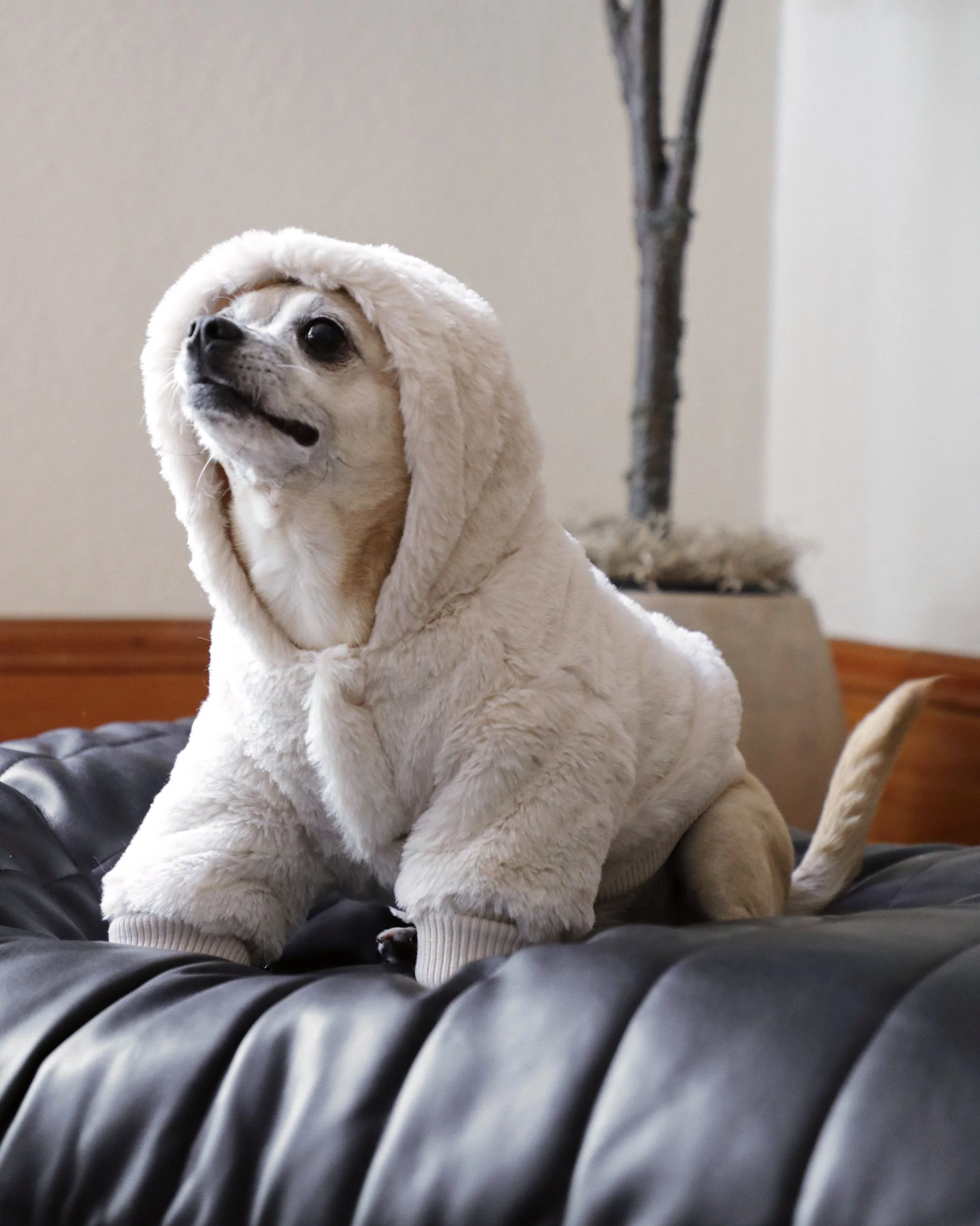 Juneau Ivory Reversible Dog Jacket - Image 10