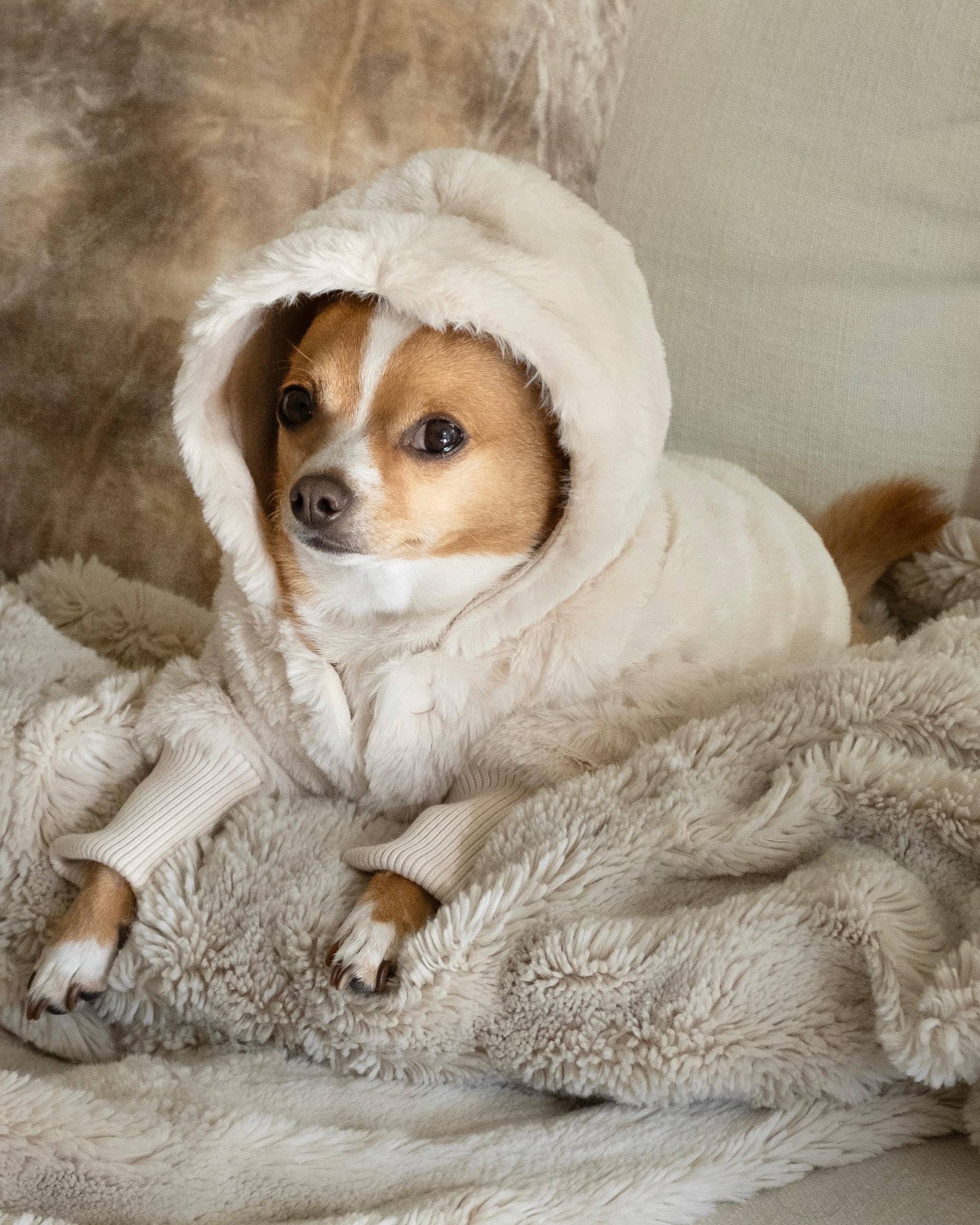 Juneau Ivory Reversible Dog Jacket - Image 4