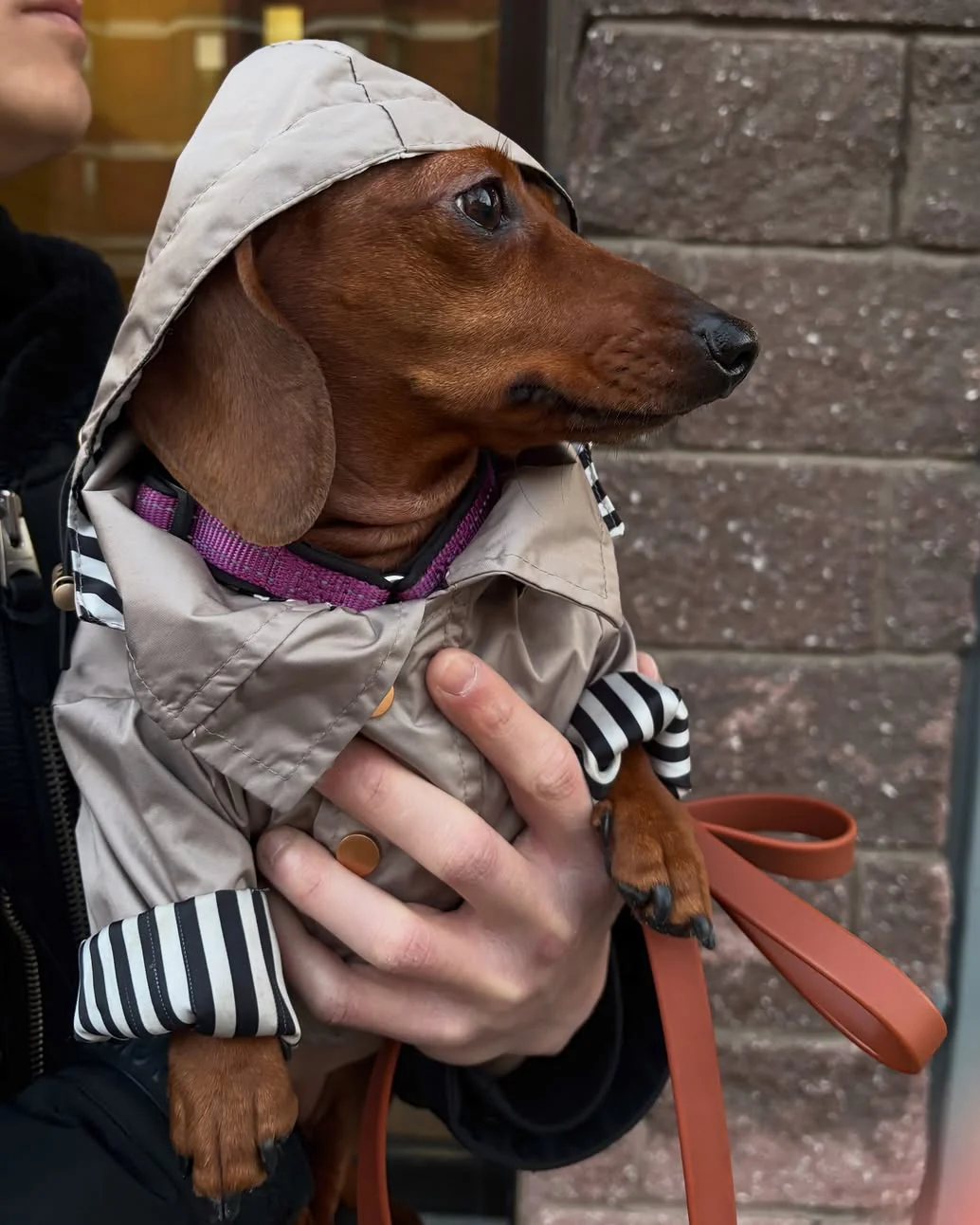 Prancin' in the Rain Taupe Dog Raincoat - Image 7