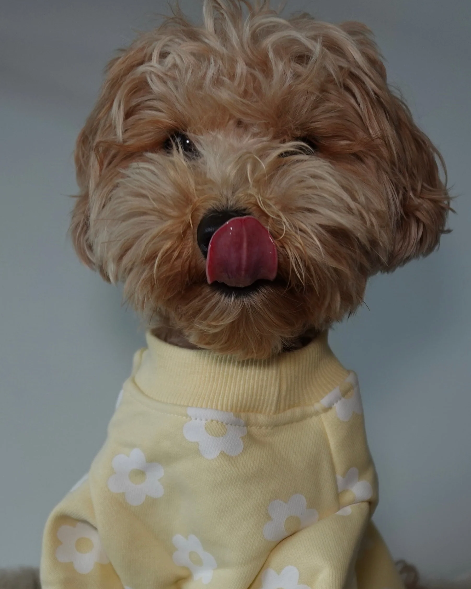 Summer of Love Yellow Daisy Dog Sweatshirt - Image 3