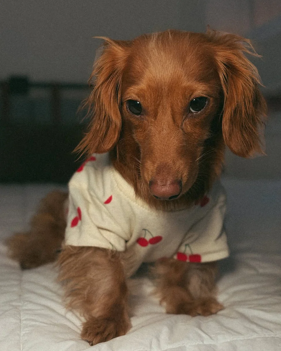 Casual Cutie Cherry Relaxed Dog T-Shirt - Image 6
