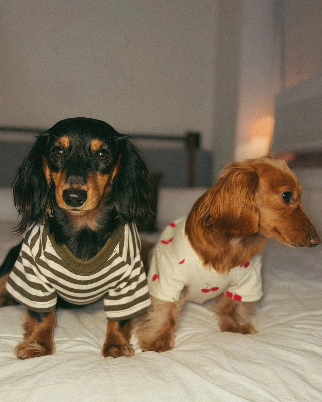 Casual Cutie Cherry Relaxed Dog T-Shirt - Image 7