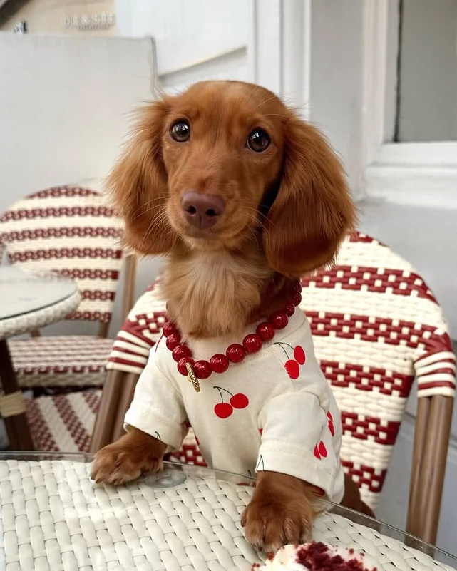 Casual Cutie Cherry Relaxed Dog T-Shirt - Image 8