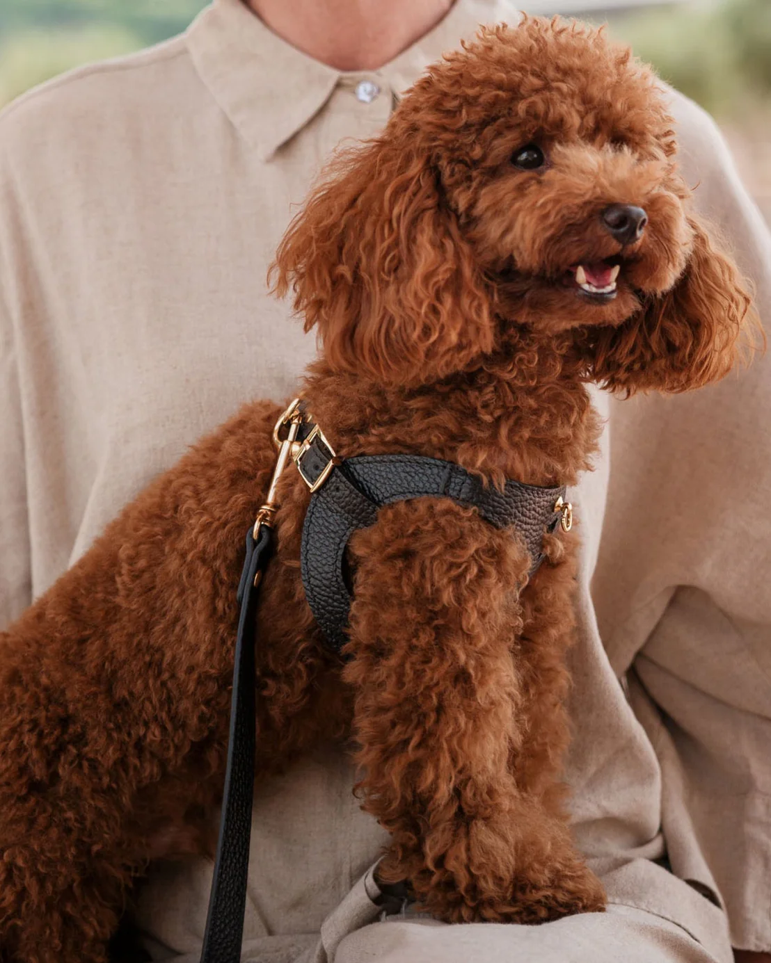 Luca Harness Black Leather Walk Kit - Image 6