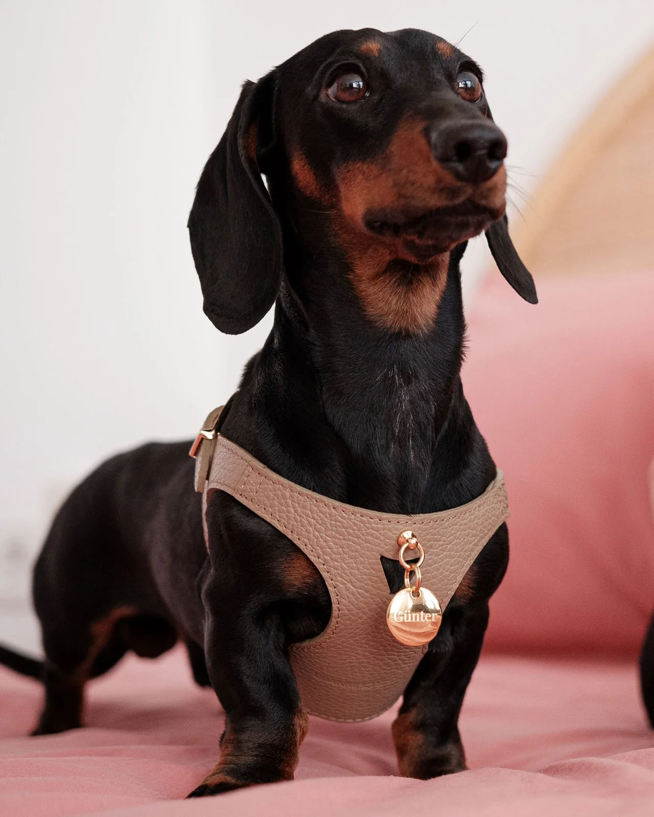 Luca Harness Chocolate Leather Walk Kit - Image 5