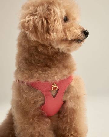 Luca Harness Pink Leather Walk Kit - Image 2