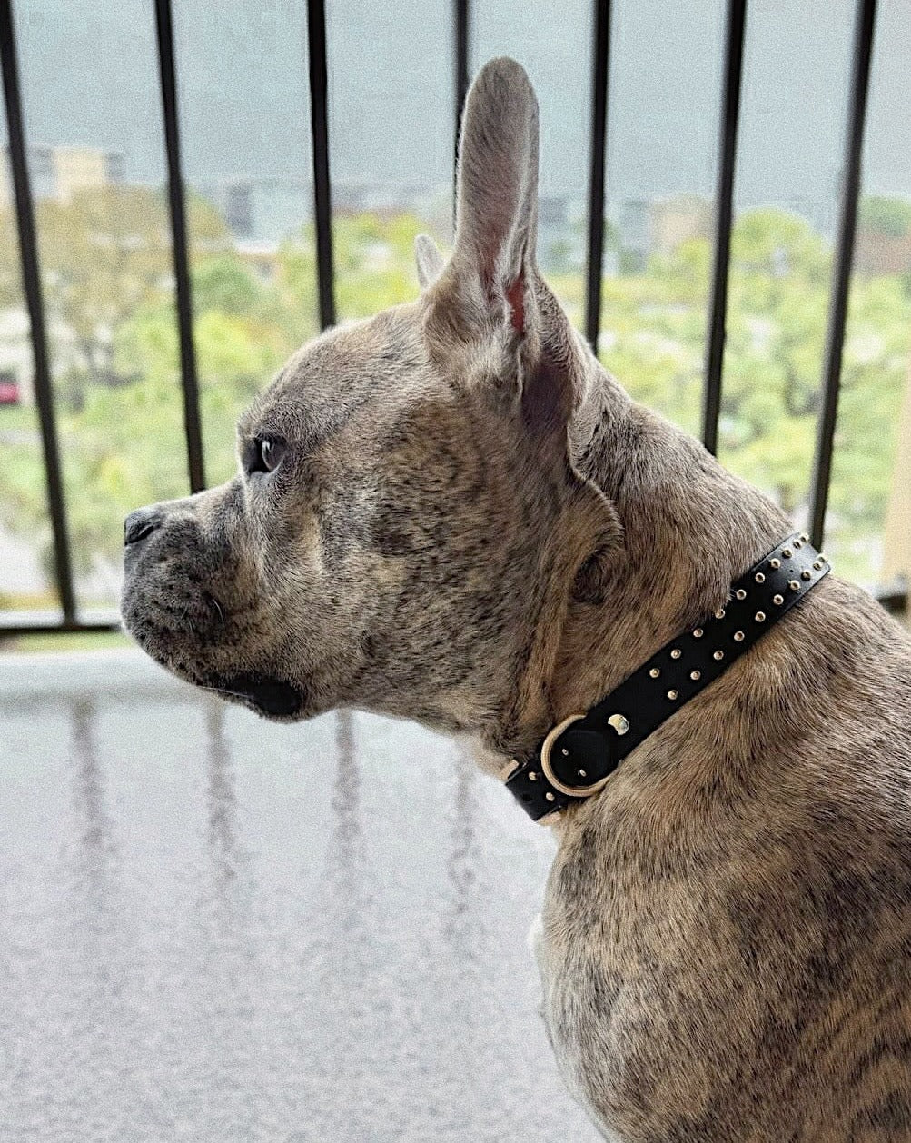 What a Stud Black Leather Dog Collar - Image 7