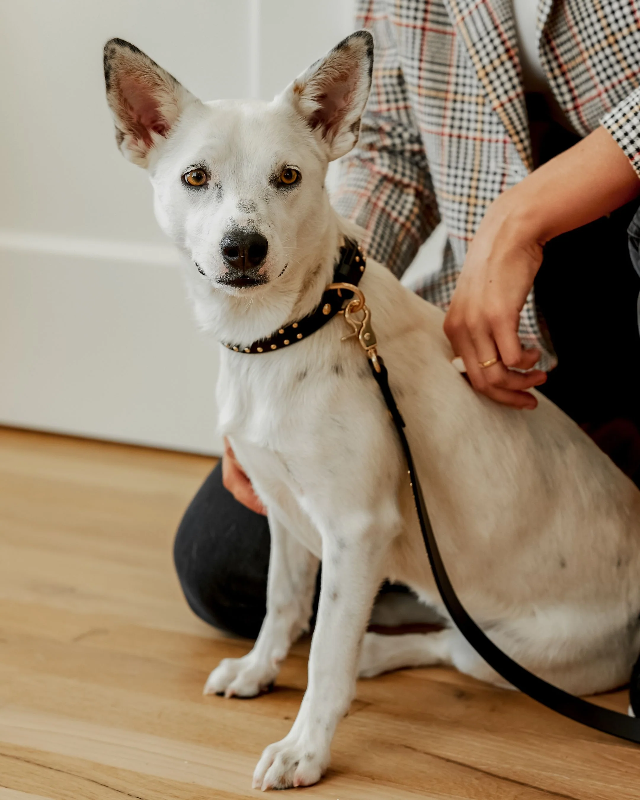 What a Stud Black Leather Dog Leash - Image 6