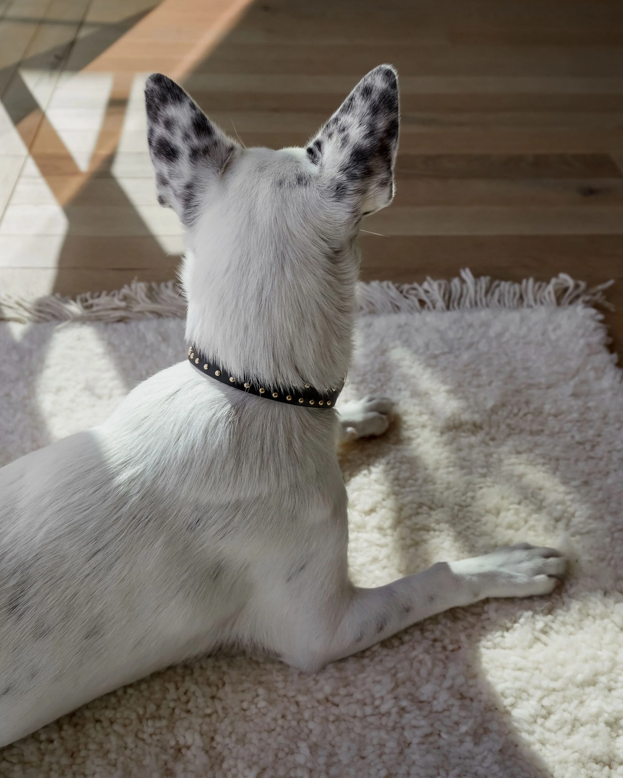 What a Stud Black Leather Dog Collar - Image 4