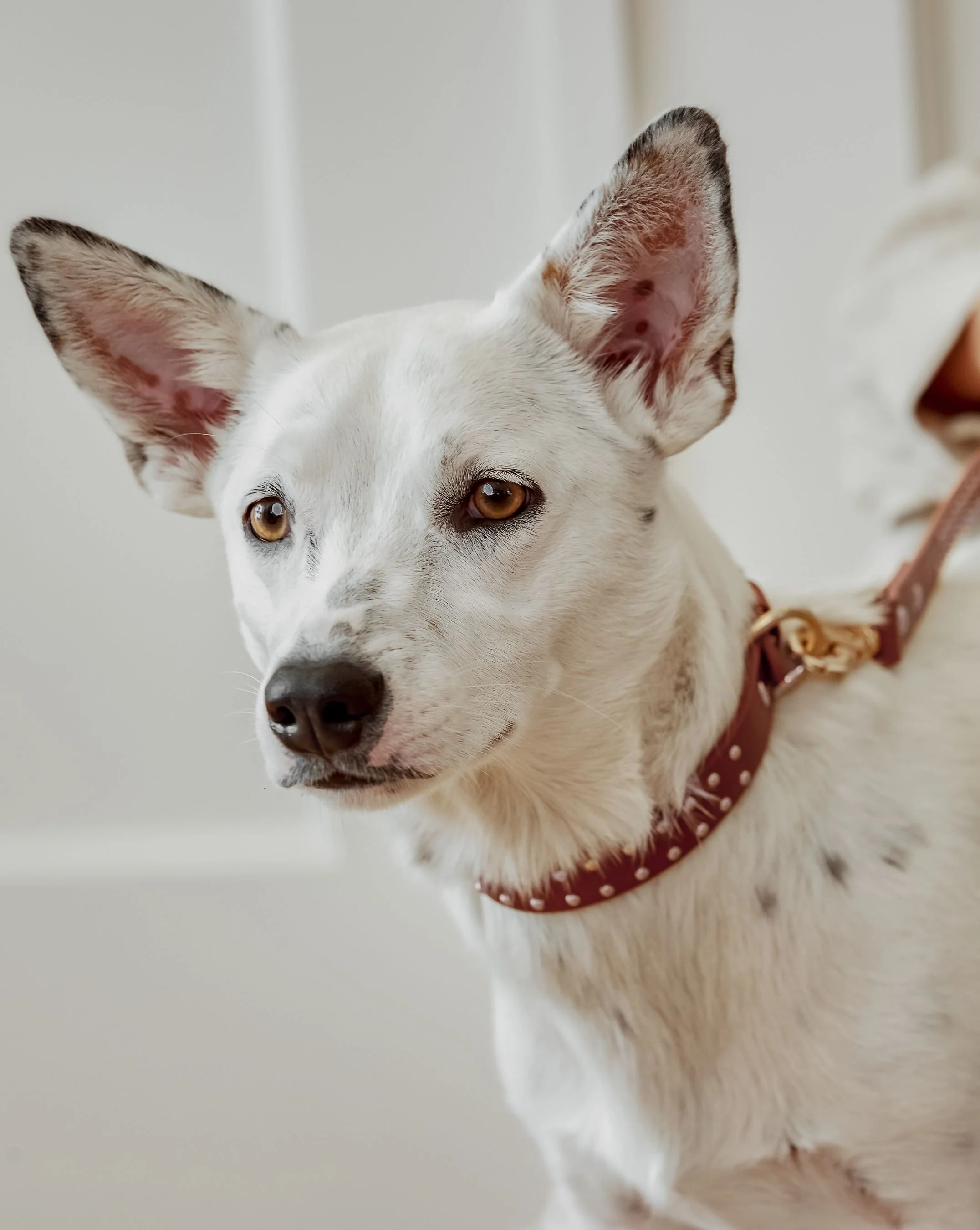 What a Stud Tan Leather Dog Collar - Image 3