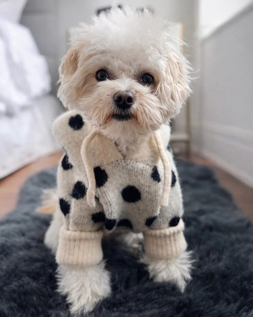 Venice Ivory + Black Polka Dot Dog Hoodie - Image 7