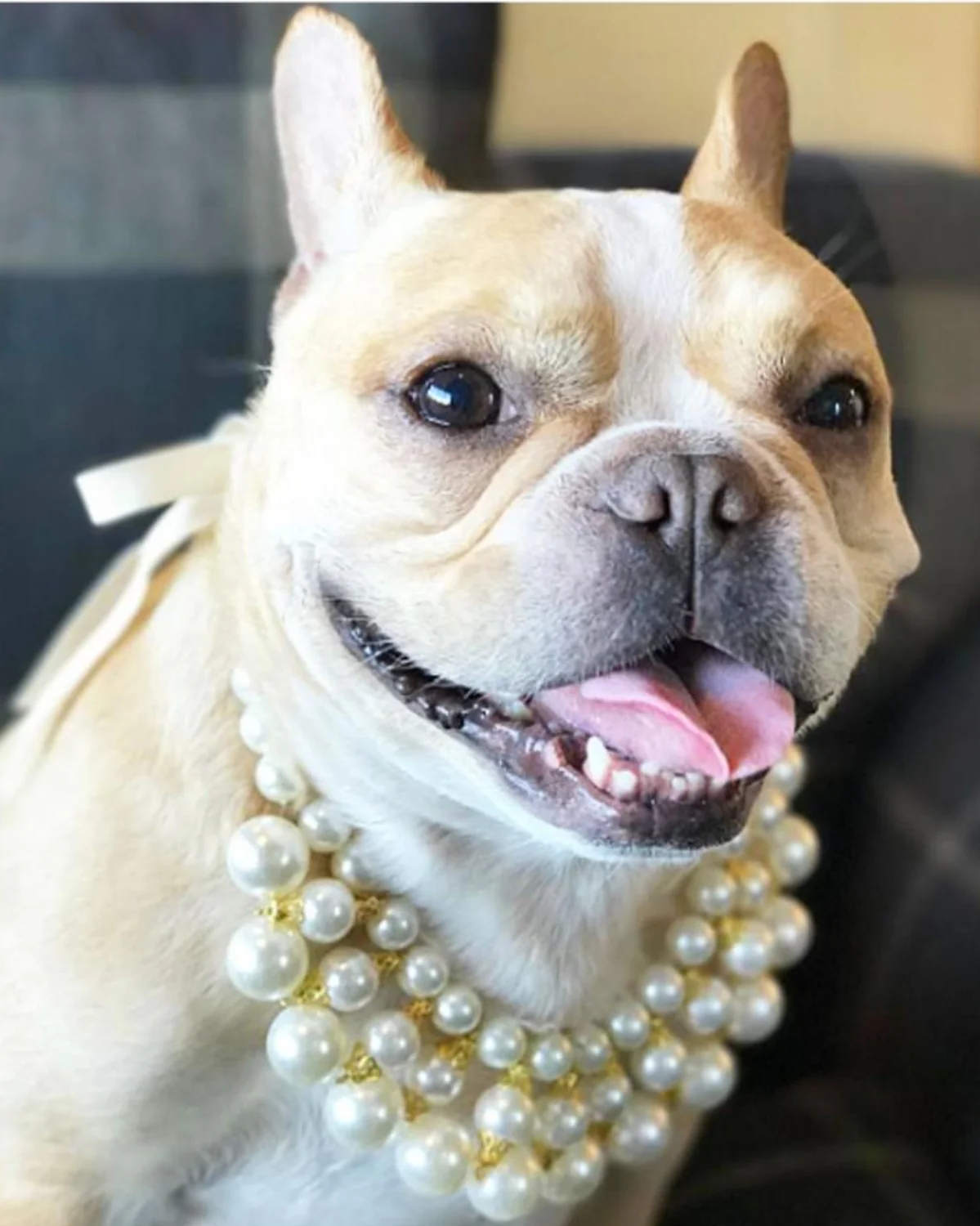 Ever After Layered Pearl Dog Necklace - Image 3