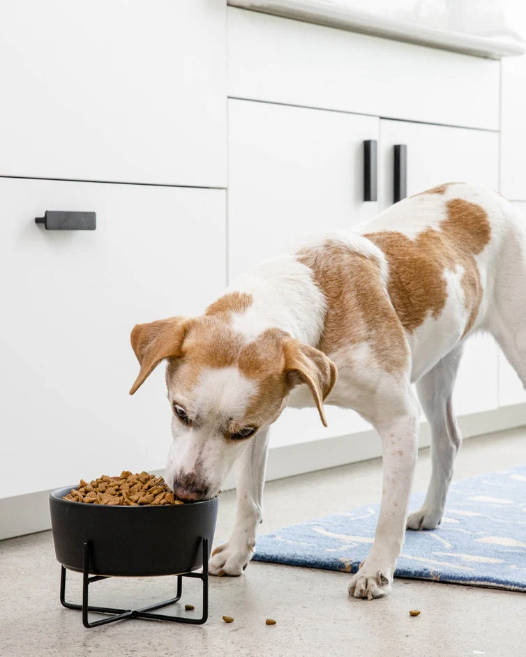 Bone Appétit Black Elevated Dog Bowl - Image 2