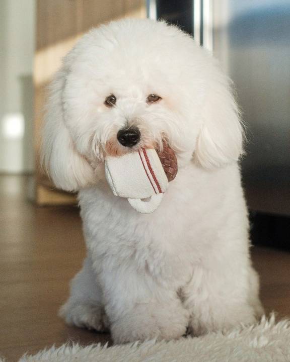 Central Bark Espresso Dog Toy - Image 2