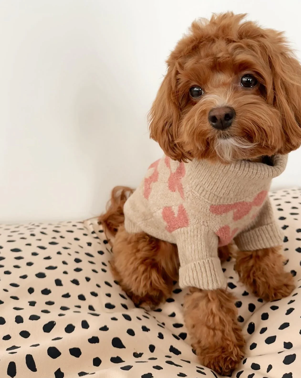 Flower Child Taupe + Pink Floral Dog Sweater - Image 6