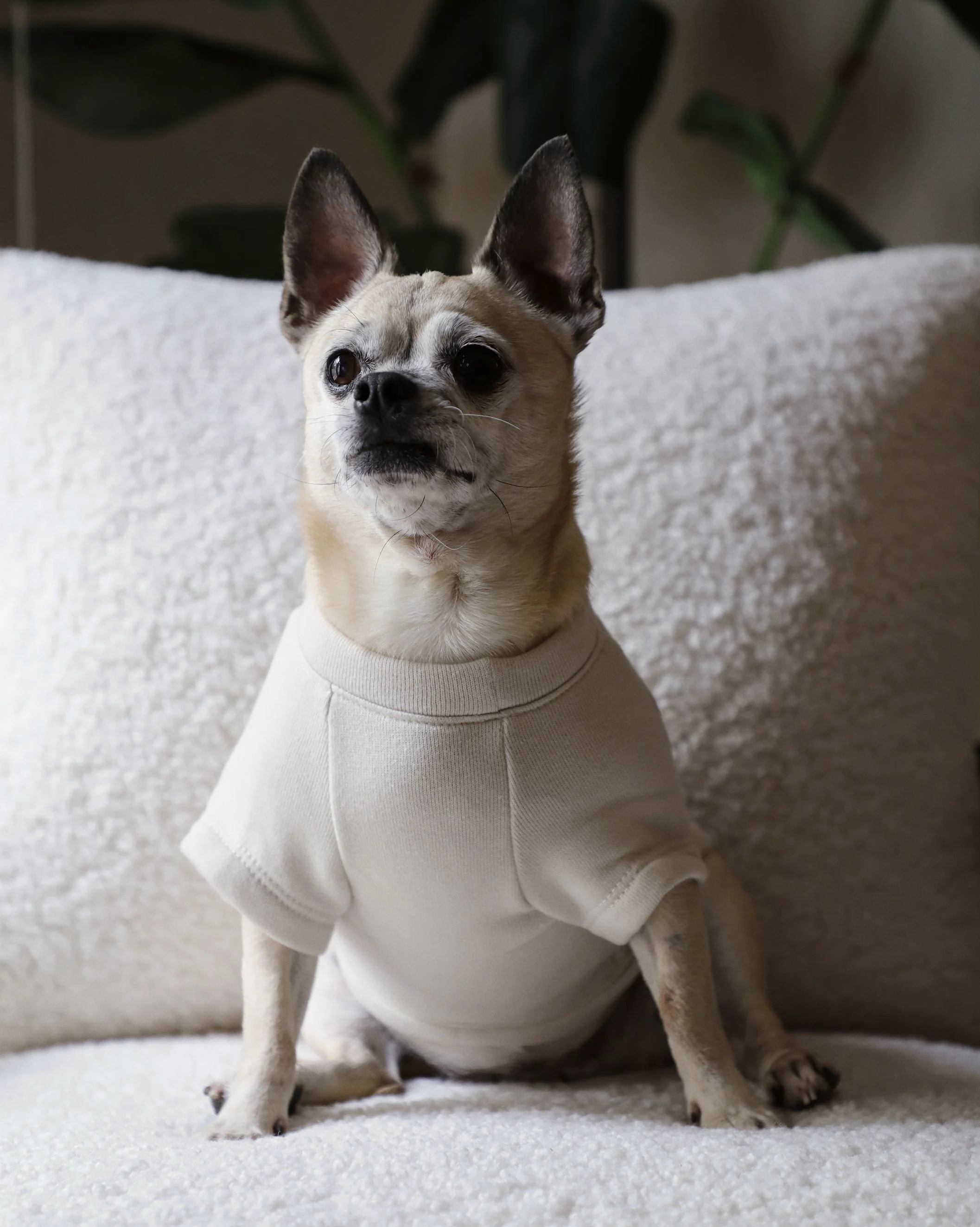 Howdy Pawtner Dog Sweatshirt - Image 6