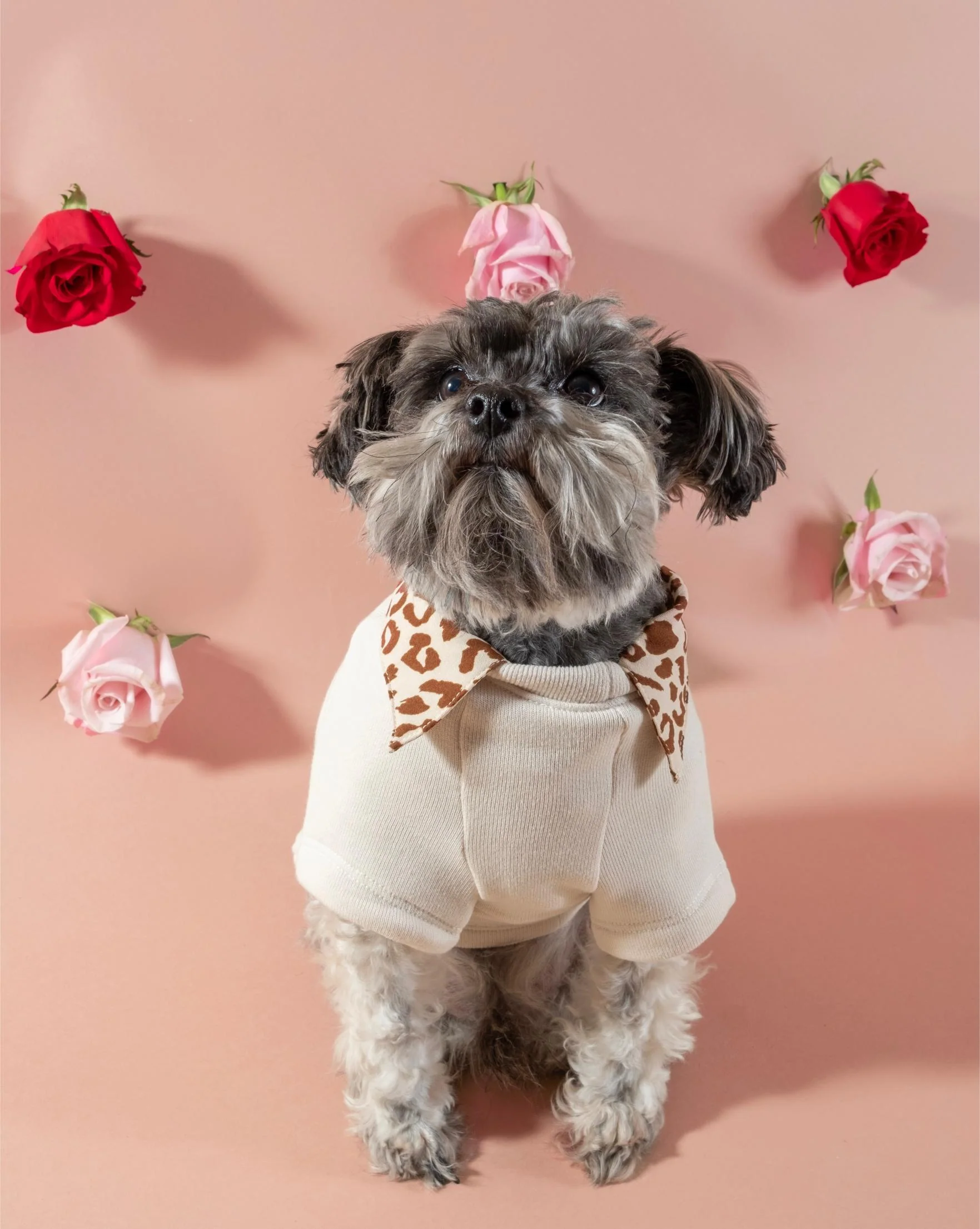 Lil' Lover Dog Sweatshirt - Image 7