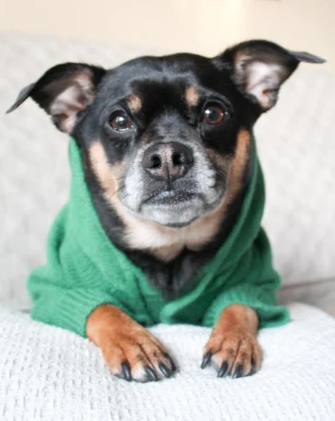 Venice Kelly Green Dog Hoodie - Image 10