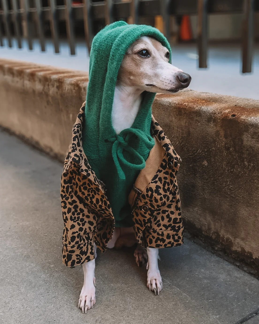 Venice Kelly Green Dog Hoodie - Image 11