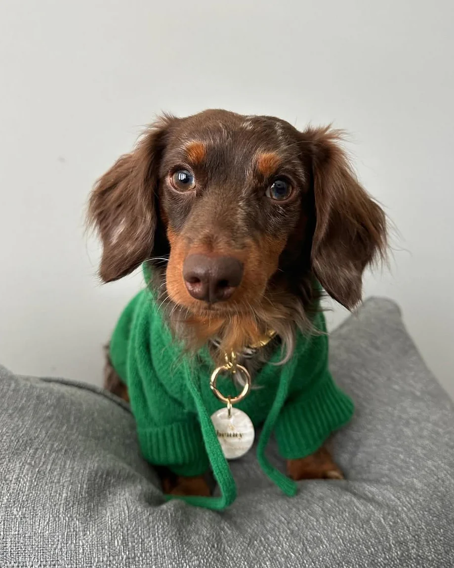 Venice Kelly Green Dog Hoodie - Image 12