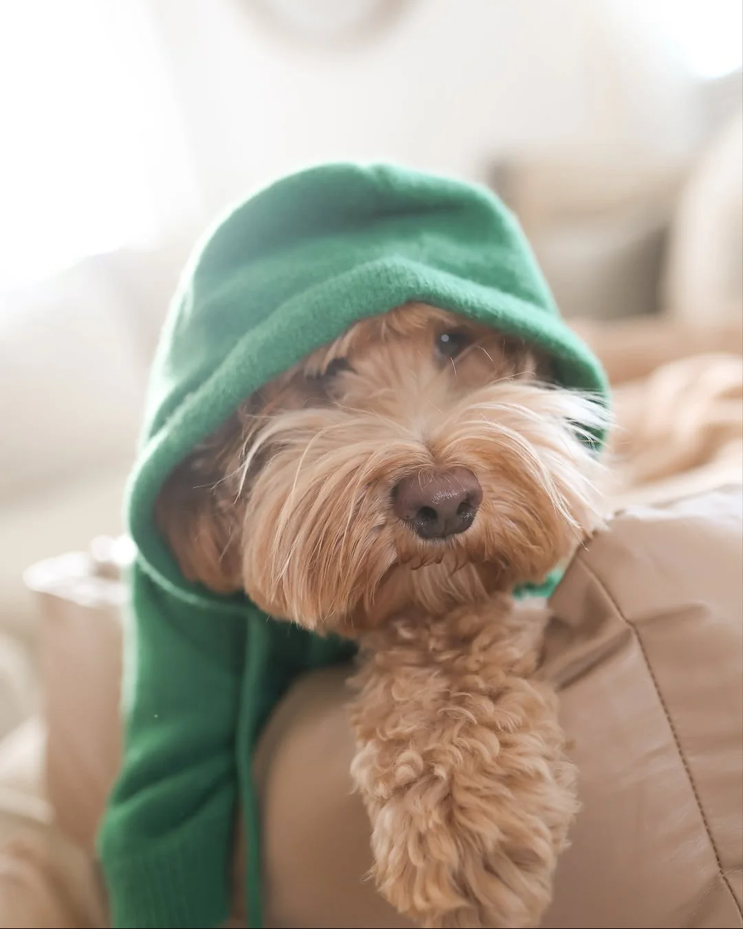 Venice Kelly Green Dog Hoodie - Image 13