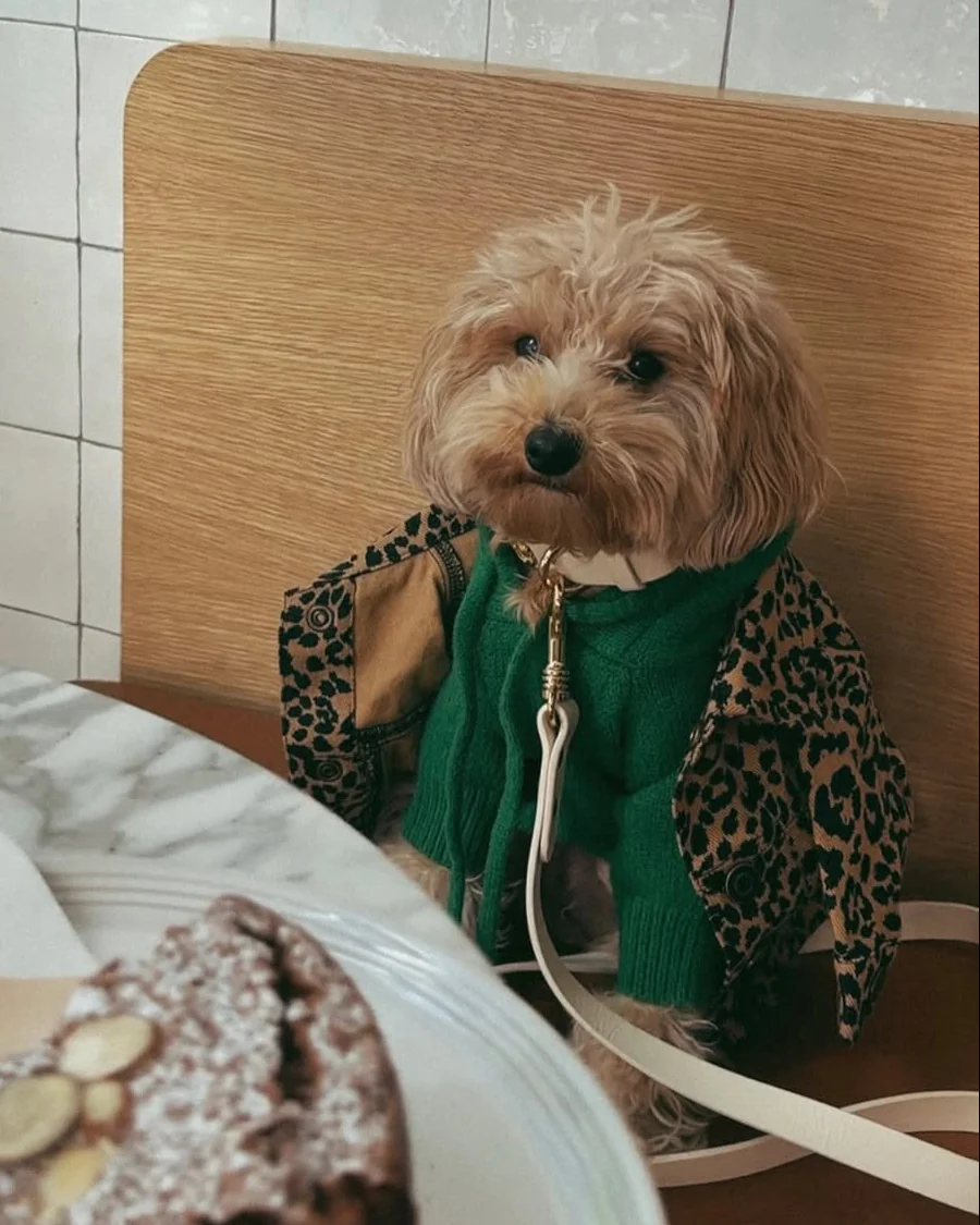 Venice Kelly Green Dog Hoodie - Image 14