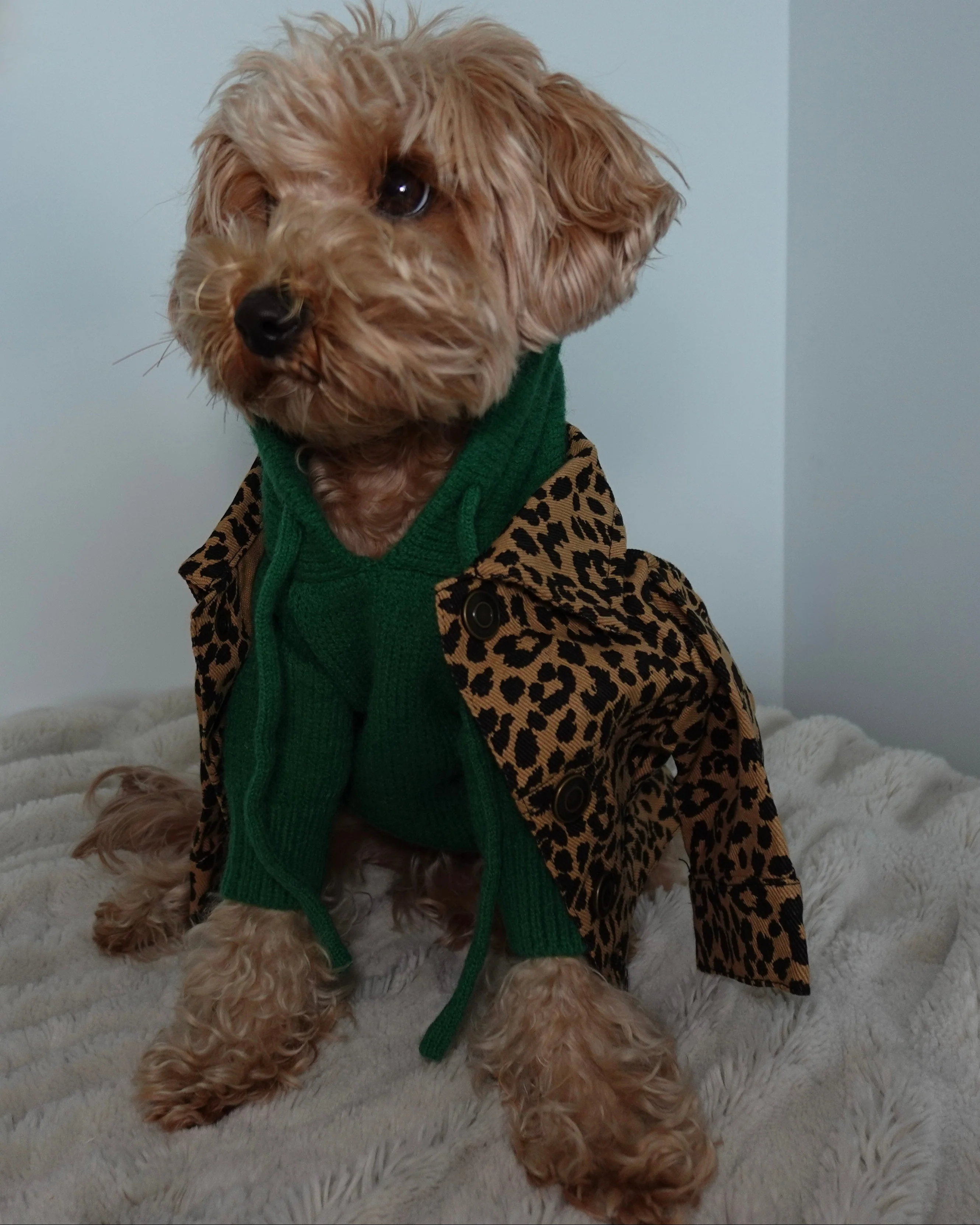 Venice Kelly Green Dog Hoodie - Image 16