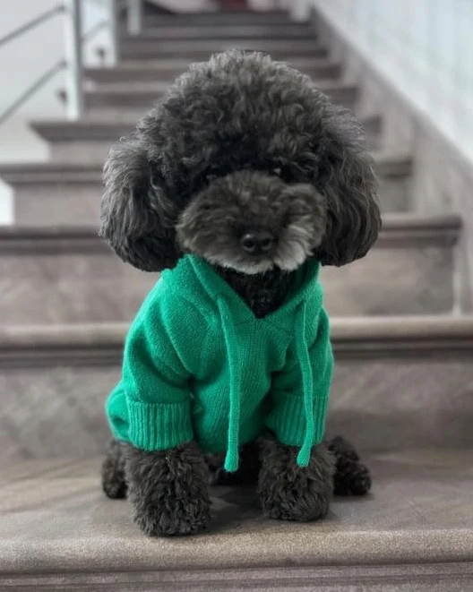 Venice Kelly Green Dog Hoodie - Image 3