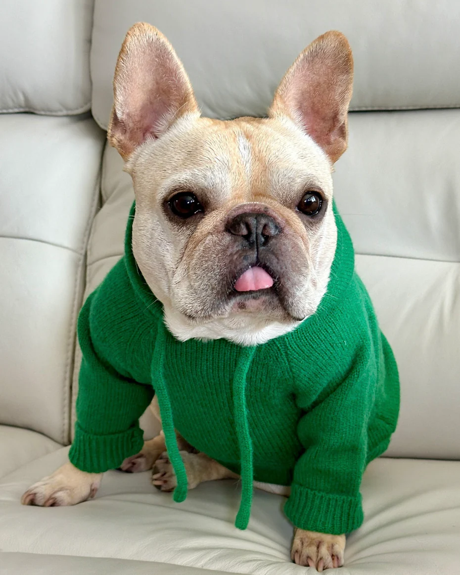 Venice Kelly Green Dog Hoodie - Image 5