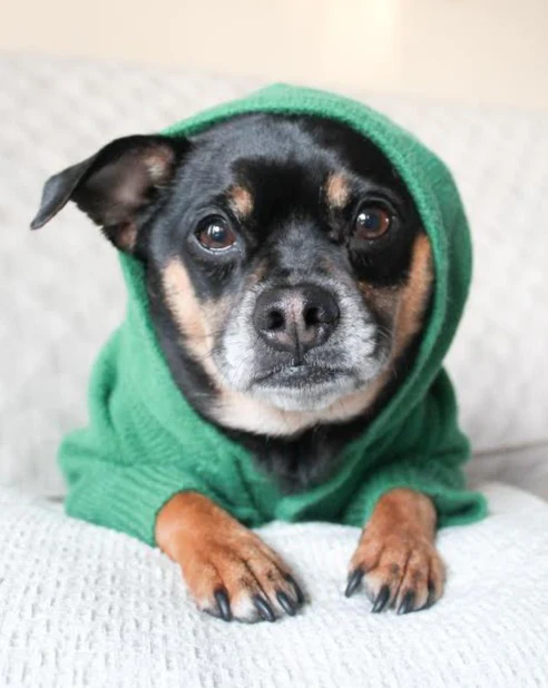 Venice Kelly Green Dog Hoodie - Image 9