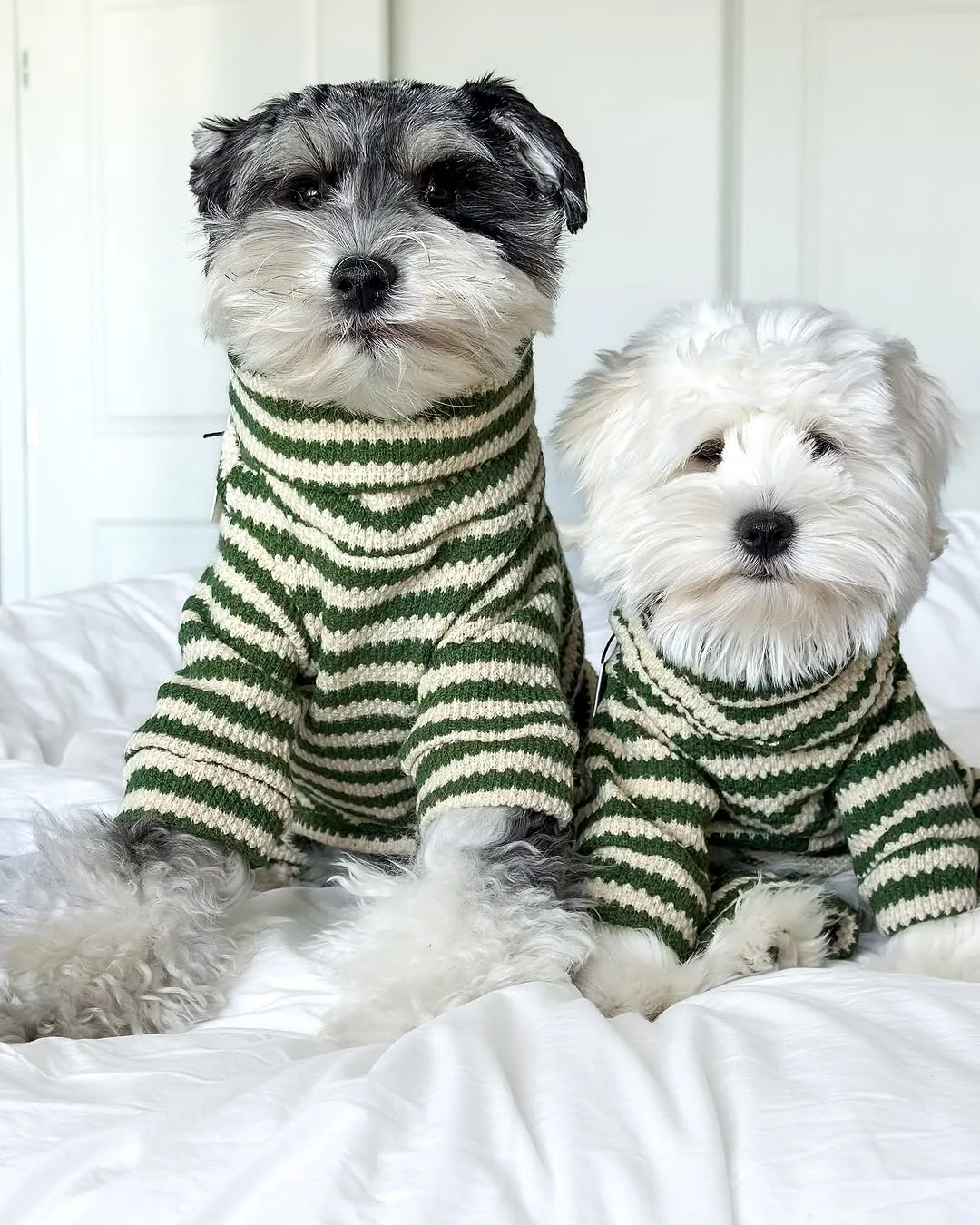 Charli Green + Ivory Dog Onesie - Image 10
