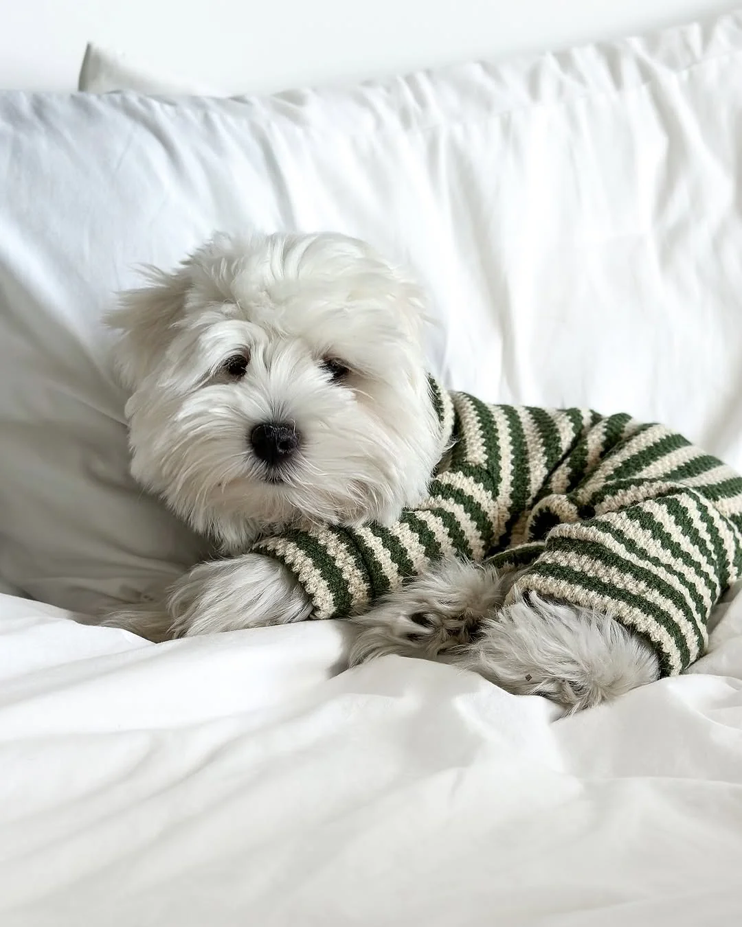 Charli Green + Ivory Dog Onesie - Image 11