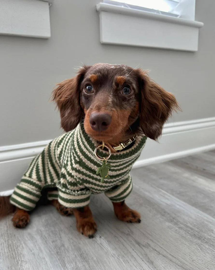 Charli Green + Ivory Dog Onesie - Image 9