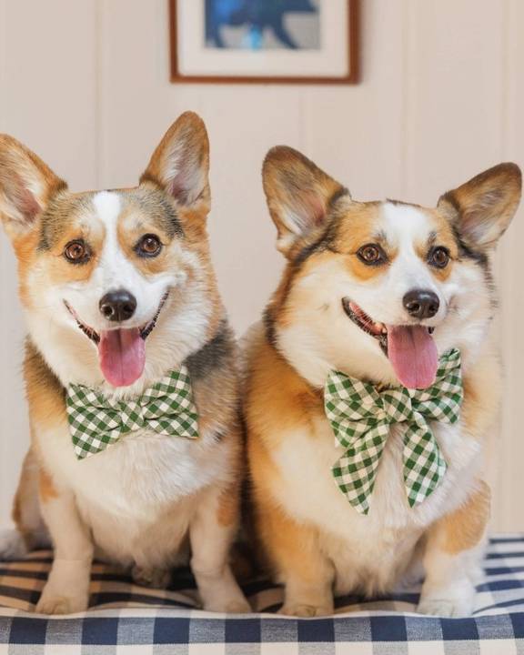 Paw Party Green Gingham Bow Tie - Image 5