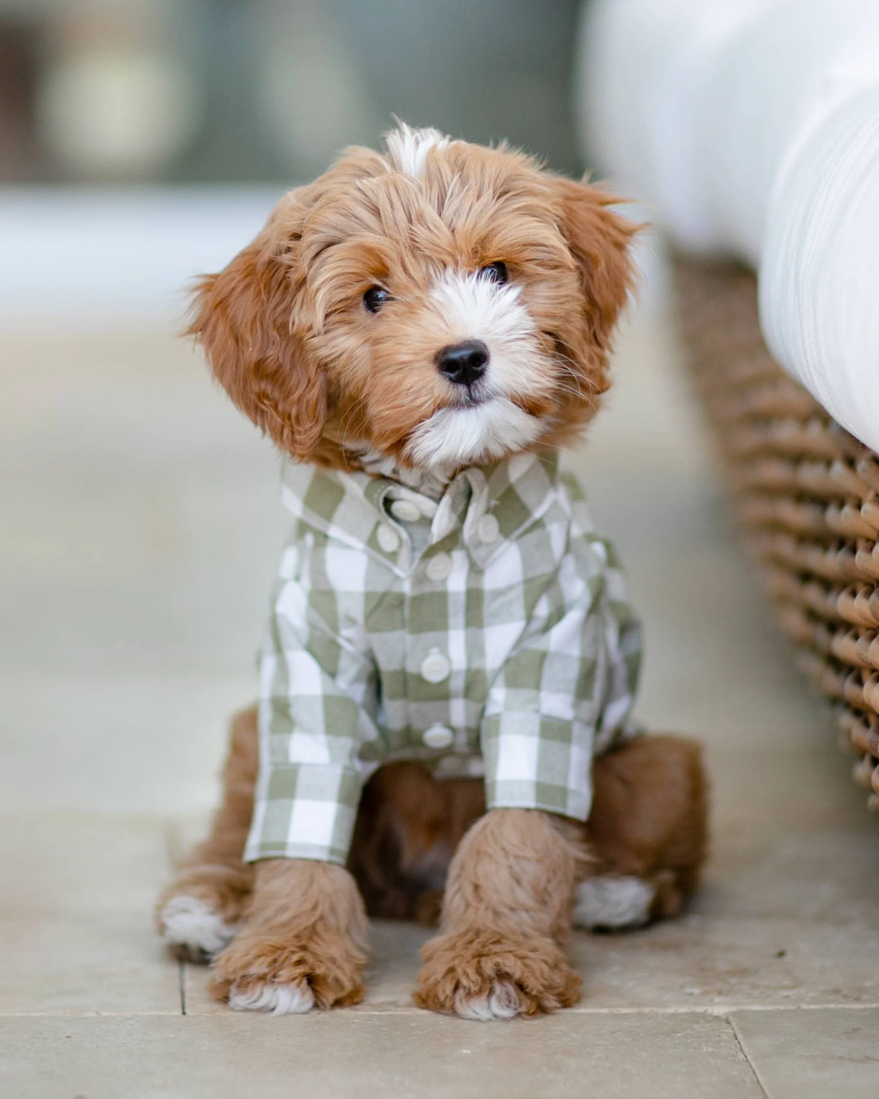 Sylvan Moss Gingham Dog Shirt - Image 3