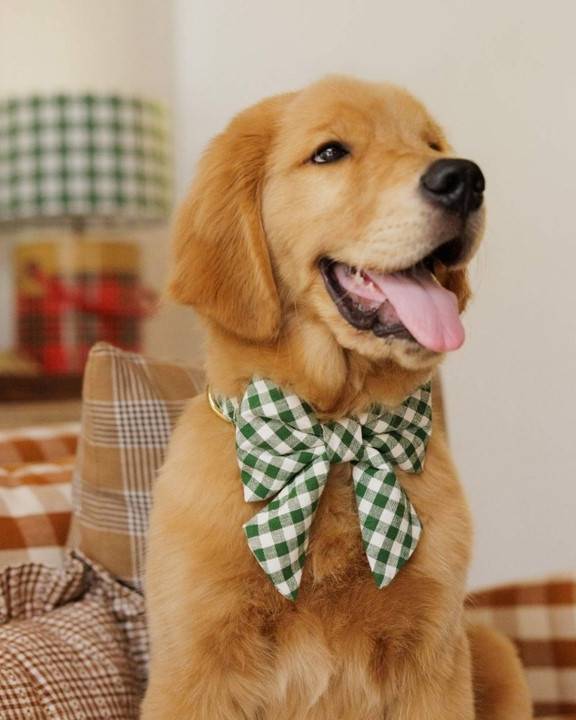 Paw Party Green Gingham Lady Bow - Image 4