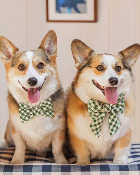 Paw Party Green Gingham Lady Bow - Image 6