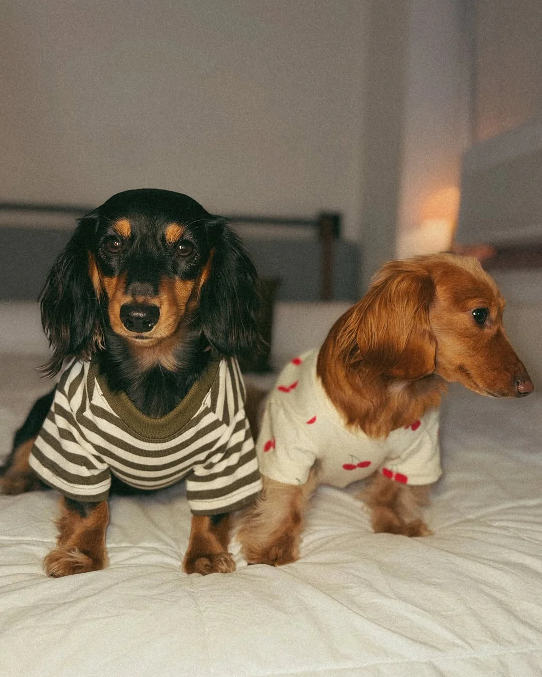 Playful Pooch Olive + Ivory Striped Dog T-Shirt - Image 2