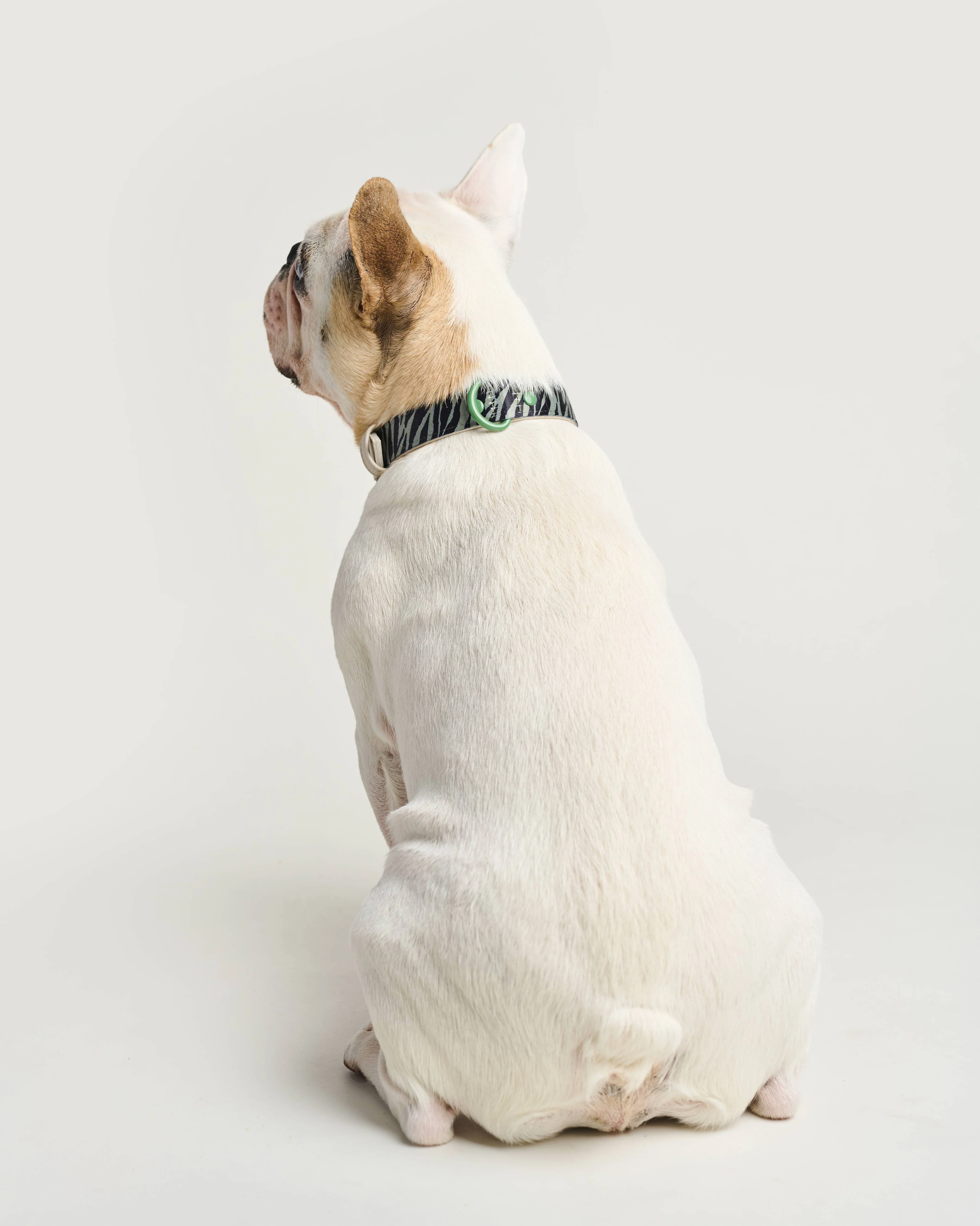 Fierce + Fab Green Zebra Dog Collar - Image 6