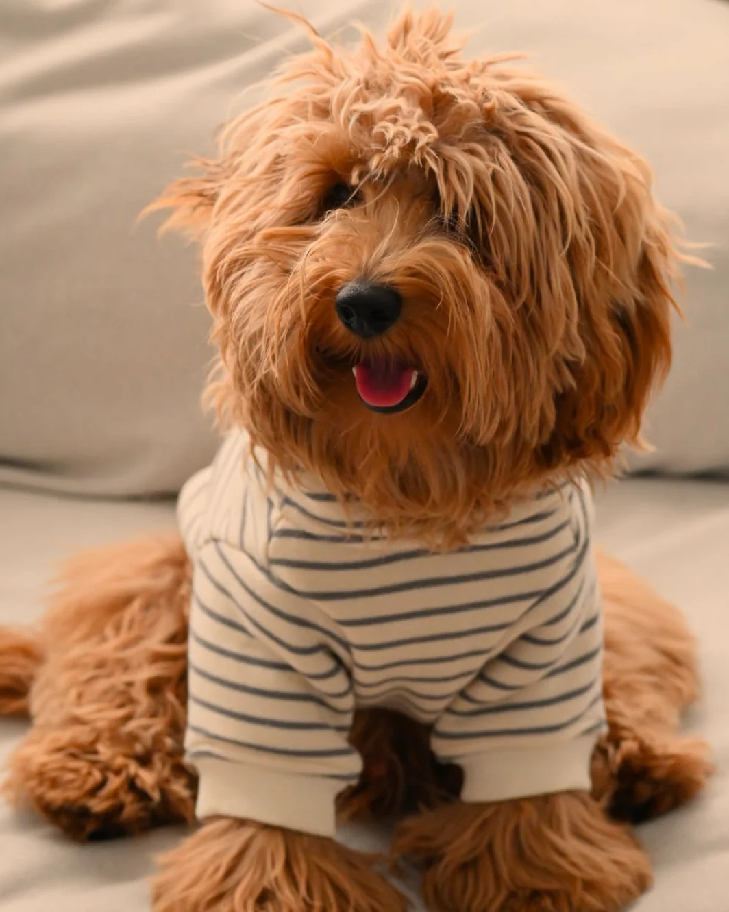 Ziggy Grey Stripe Dog Hoodie - Image 5