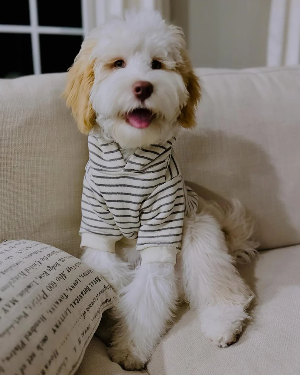 Ziggy Grey Stripe Dog Hoodie - Image 7