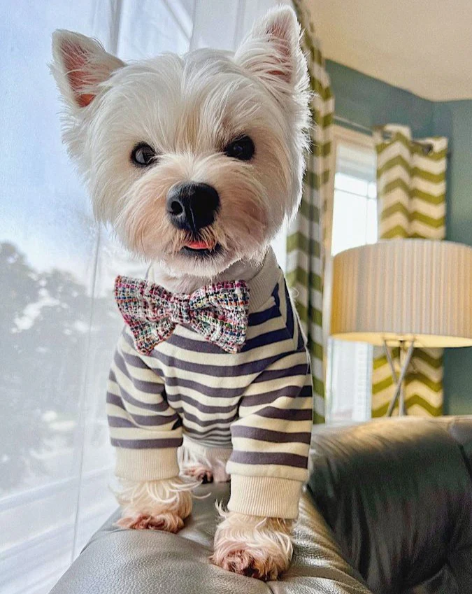 Camden Charcoal Striped Dog Sweatshirt - Image 10